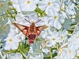 Moth On White Phlox_01531